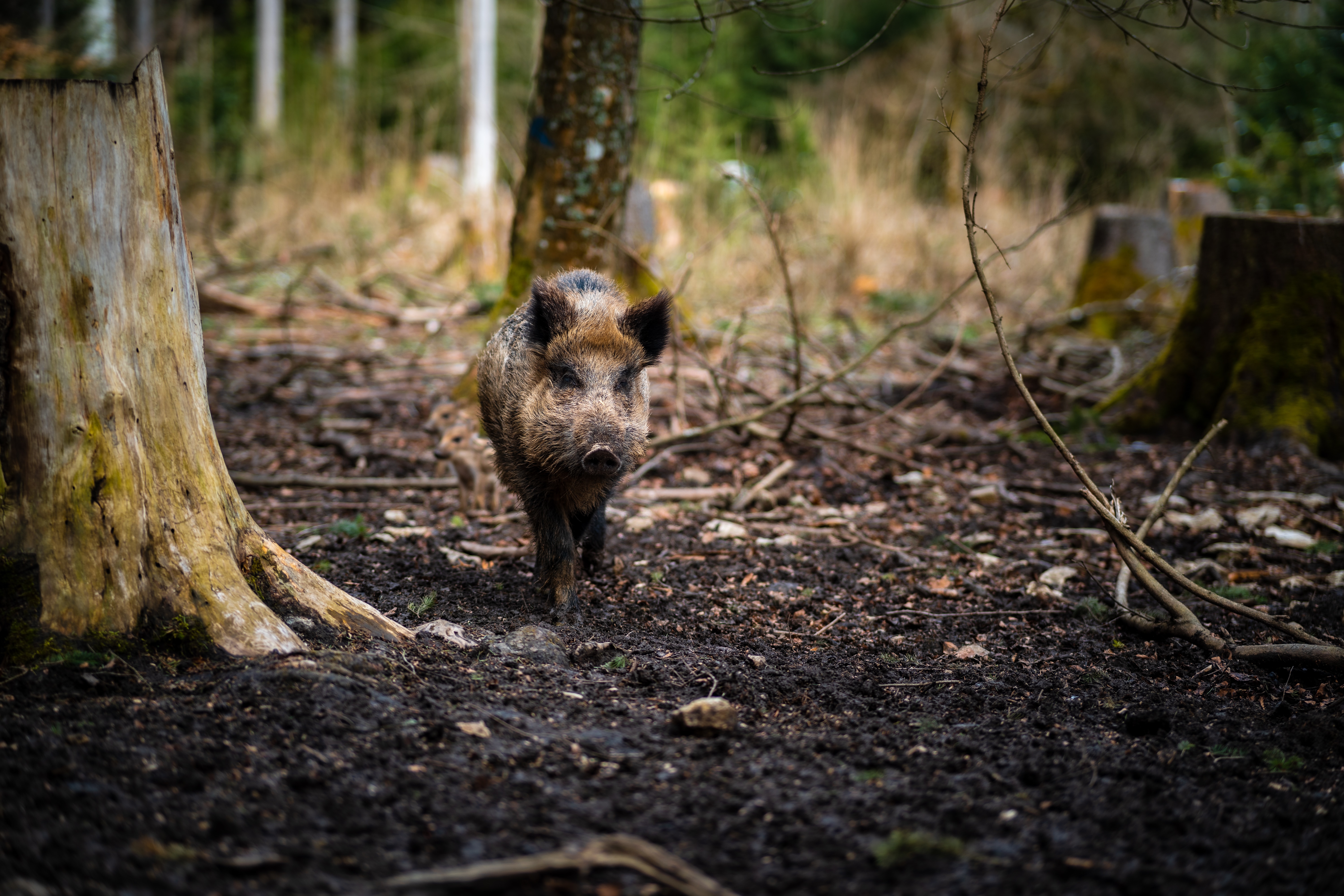 divlja svinja u šumi